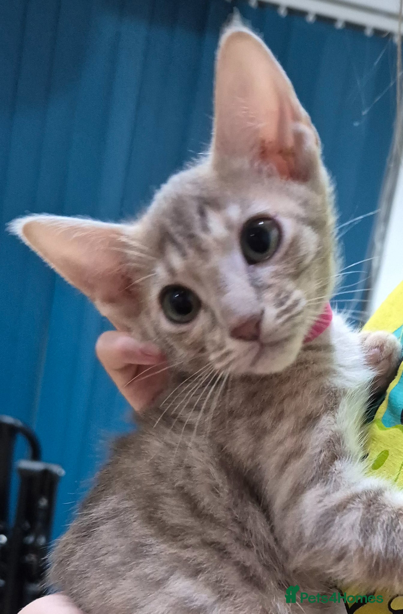 Serengeti cats Last seringetti female kitten available - Advert 4