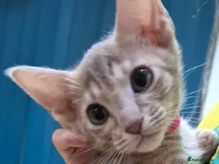 Serengeti cats Last seringetti female kitten available - Advert 4