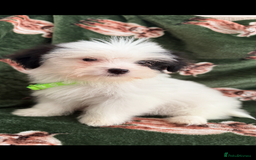 Shih Tzu dogs for sale: Shih tzu puppy’s  - Image 10