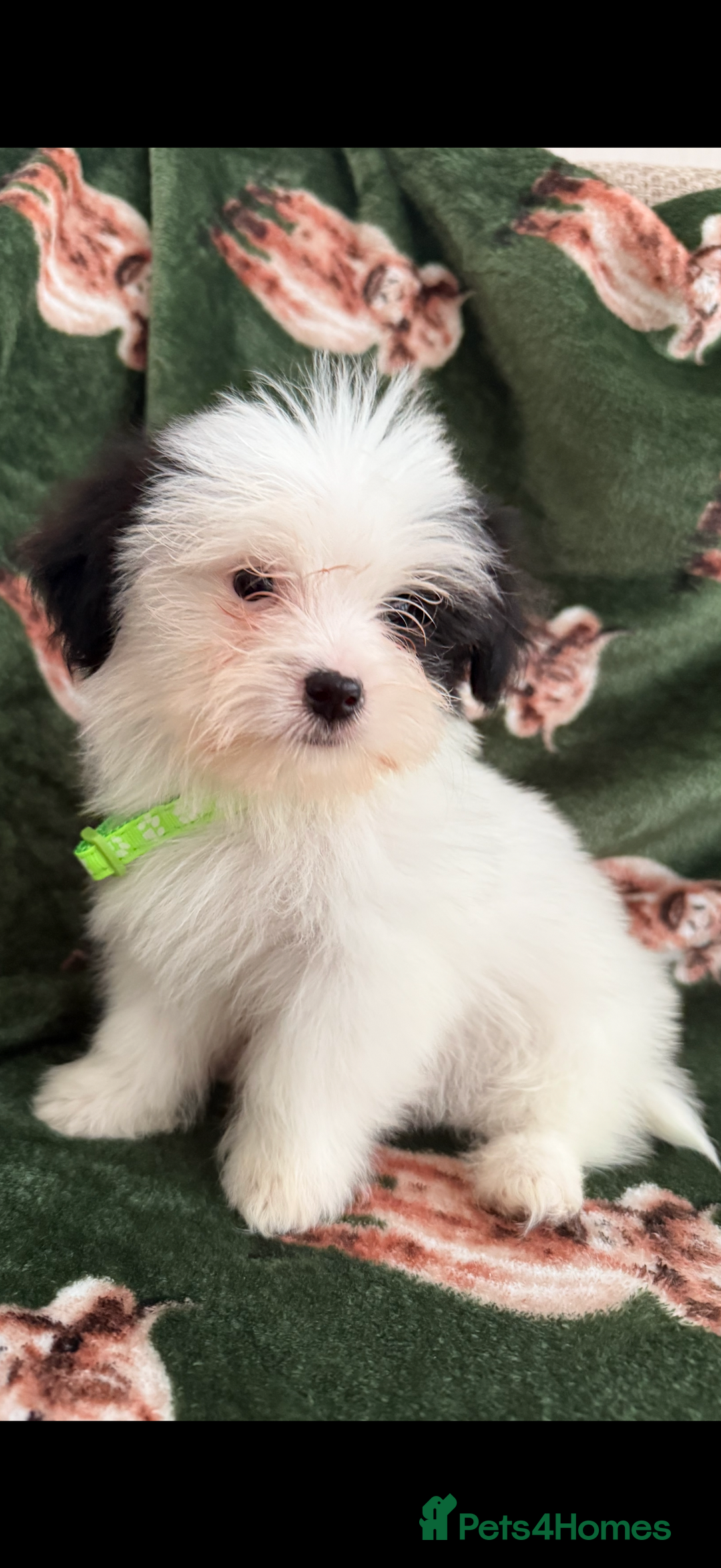 Shih Tzu dogs for sale: Shih tzu puppy’s  - Image 10