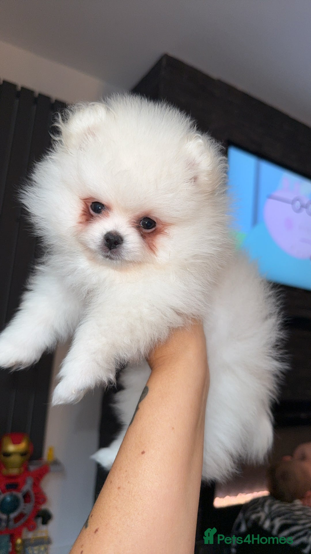 Pomeranian dogs for sale: Beautiful thick coat poms READY to leave next week - Image 12