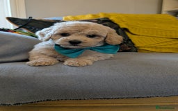 Poochon dogs for sale: Stunning F1 Toy Poochon Puppies BOYS - Image 1