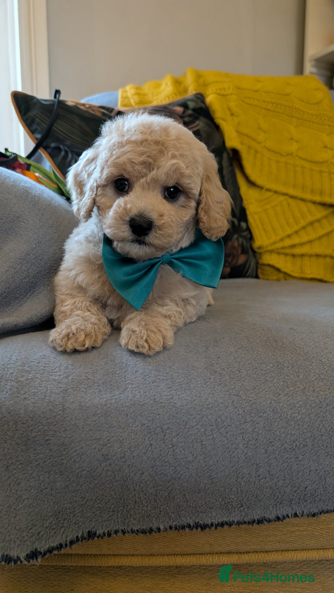 Poochon dogs for sale: Stunning F1 Toy Poochon Puppies BOYS - Image 1