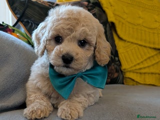 Poochon dogs - Advert 34