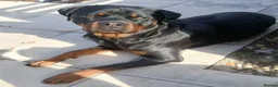 Rottweiler dogs for sale: 2 year old Rottweiler male, Rambo - Advert 11