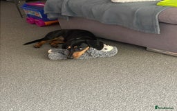 Dachshund dogs for sale: Dachshund for sale  - Image 3