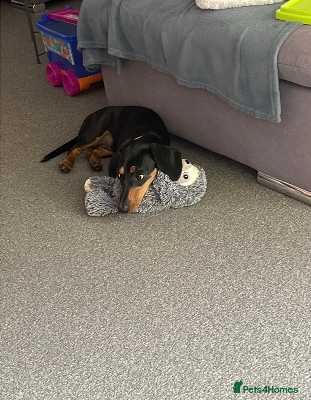 Dachshund dogs for sale: Dachshund for sale  - Image 3