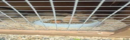 Mini Lop rabbits for sale: Gorgeous mini lops 3 boys left now  - Advert 9