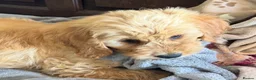 Mini Goldendoodle dogs for sale: Health-Tested Family Happy Sociable Goldendoodles - Advert 12
