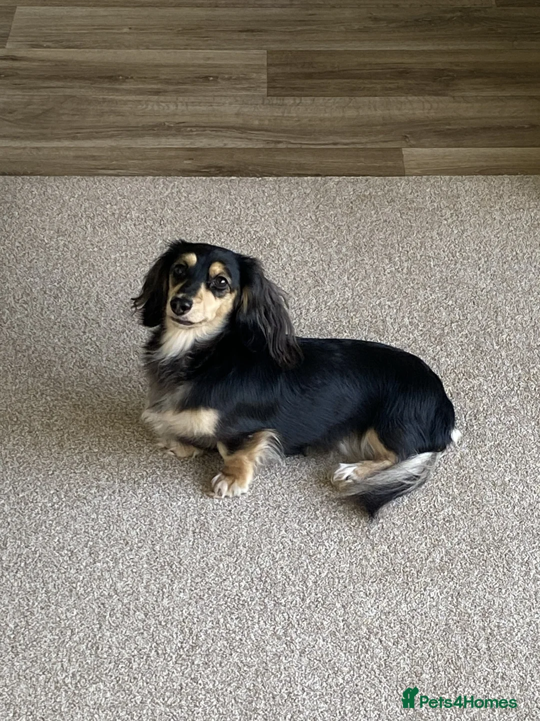 Dachshund dogs for sale: KC Mini Long Haired Dachshund Blk Cream Bitch 2.5  - Advert 2