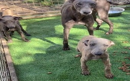 Whippet dogs for sale: Kc whippet pups  - Image 9
