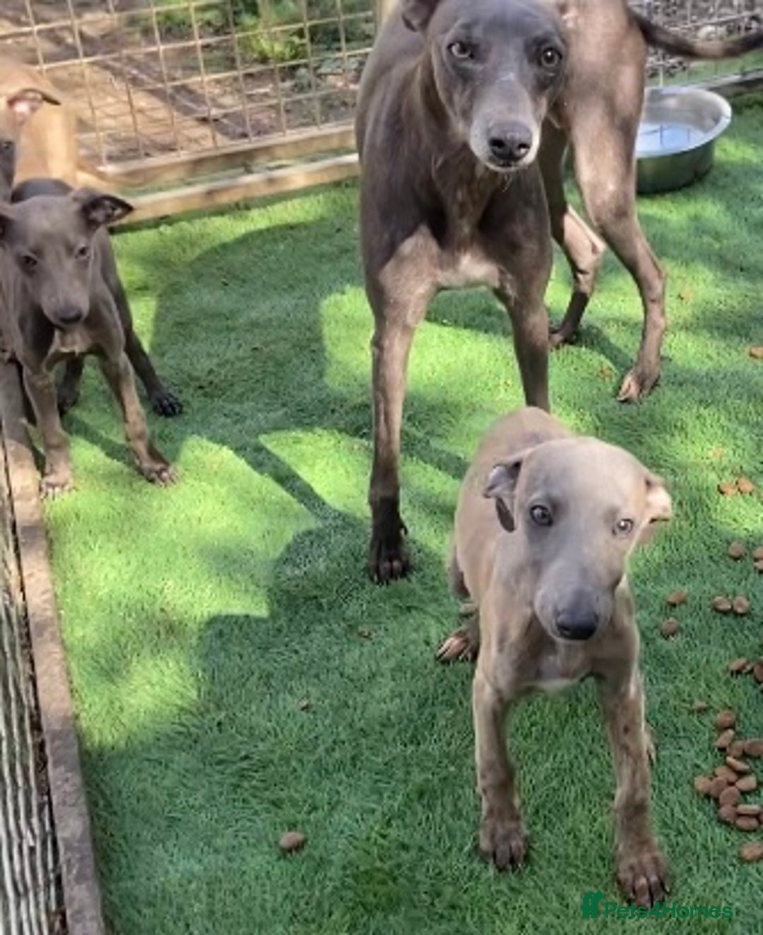 Whippet dogs for sale: Kc whippet pups  - Image 9