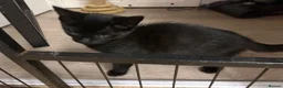 Mixed Breed cats for sale: Kittens for sale - Advert 3