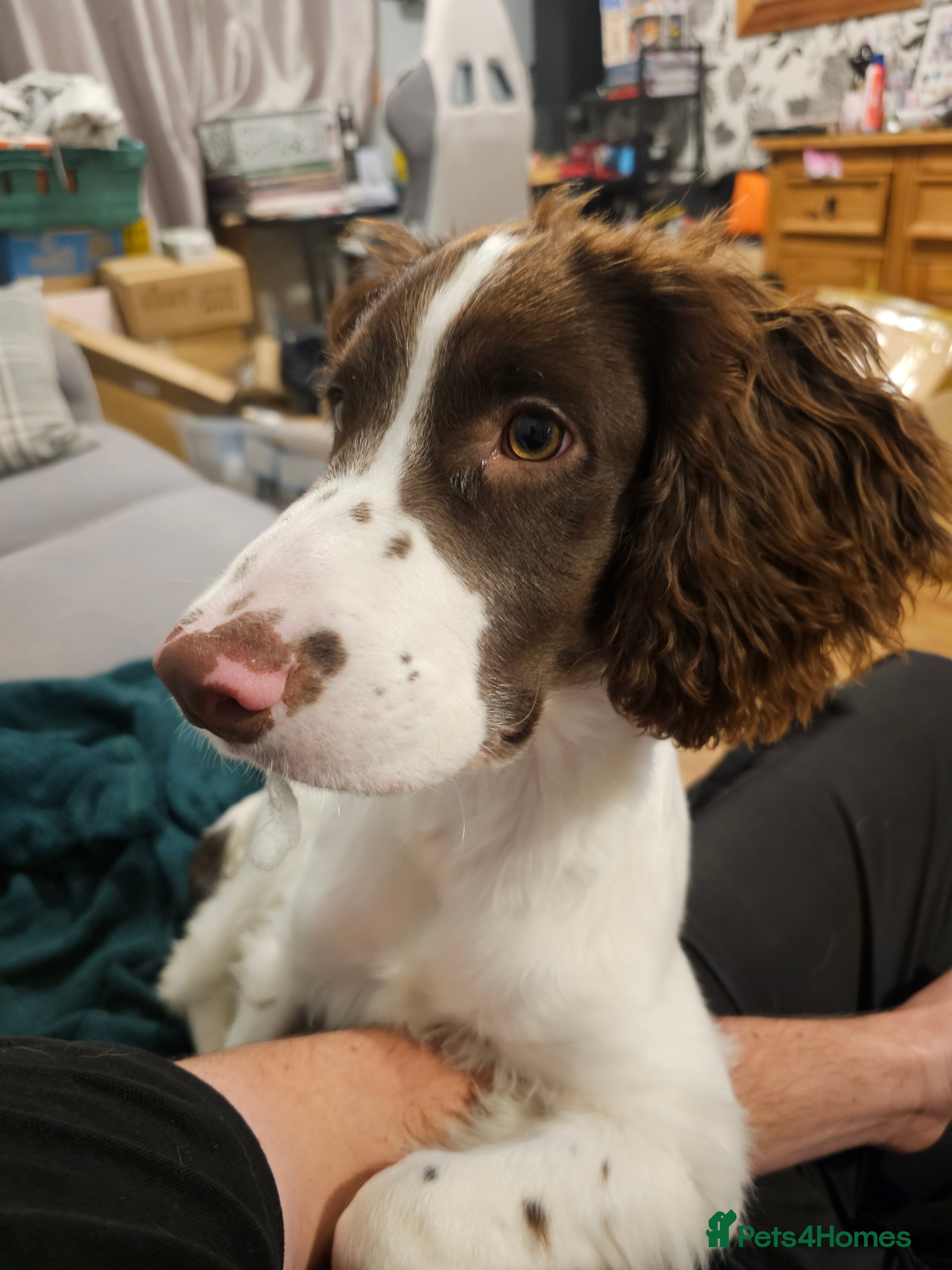 English Springer Spaniel dogs Springer spaniel  - Advert 3