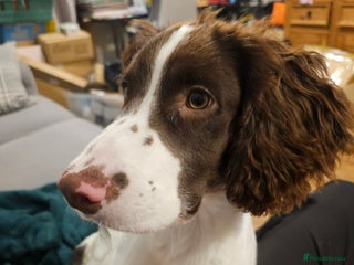 English Springer Spaniel dogs - Advert 3