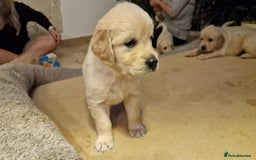 Golden Retriever dogs for sale: KC Reg Golden Retriever Puppies – Champion Lines  - Image 10