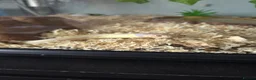 King Snake reptiles for sale: Californian king snake (albino) in Newark - Advert 7