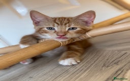 Domestic Shorthair cats for sale: 1 Male ginger & 1 female grey 🐱  - Image 2