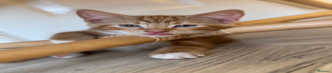 Domestic Shorthair Kitten 1