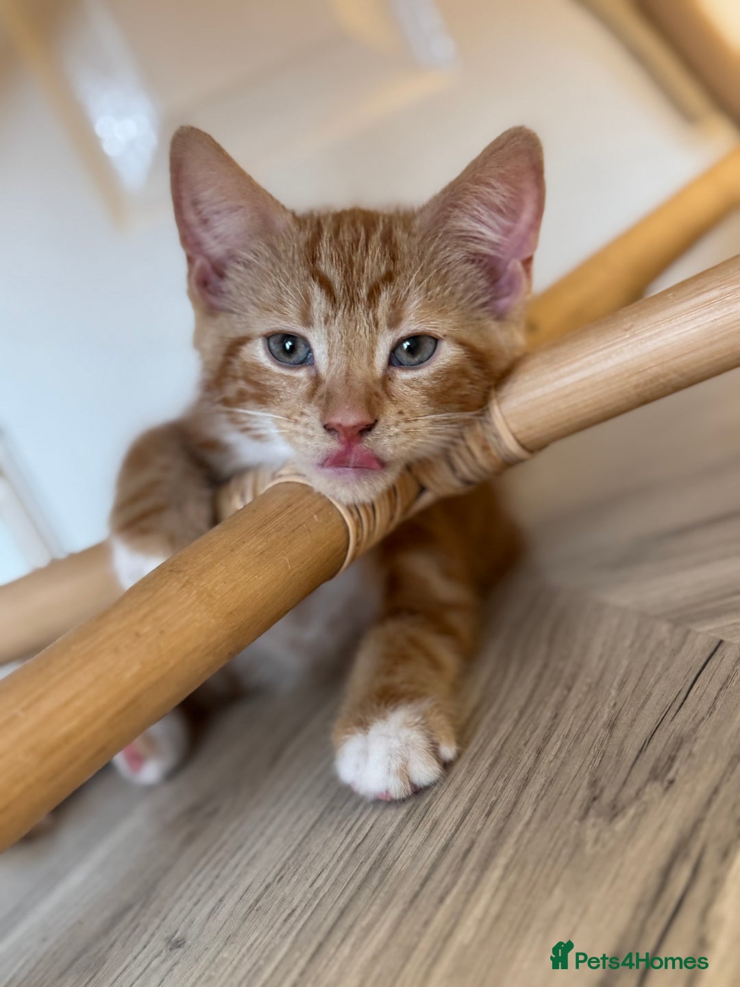 Domestic Shorthair cats for sale: 1 Male ginger & 1 female grey 🐱  - Image 2