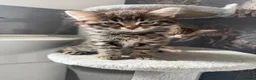 British Shorthair cats for sale: Two short hair tabby kittens  - Advert 8