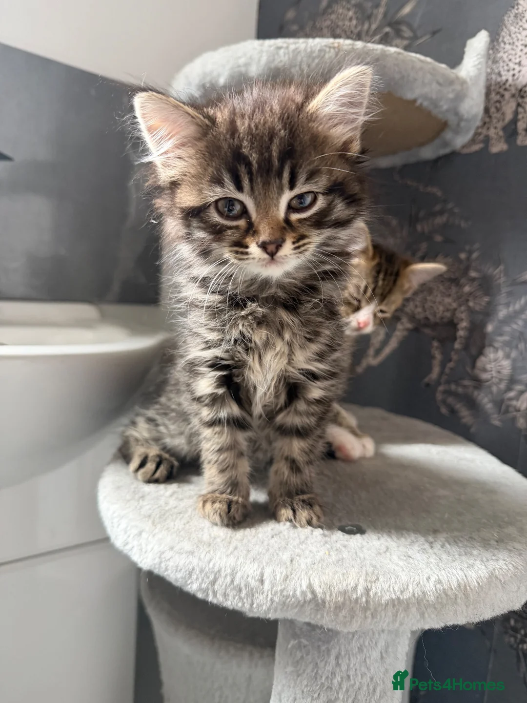 British Shorthair cats for sale: Two short hair tabby kittens  - Advert 8