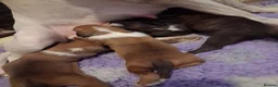 Boxer dogs for sale: PEDIGREE BOXER PUPPIES - Advert 3