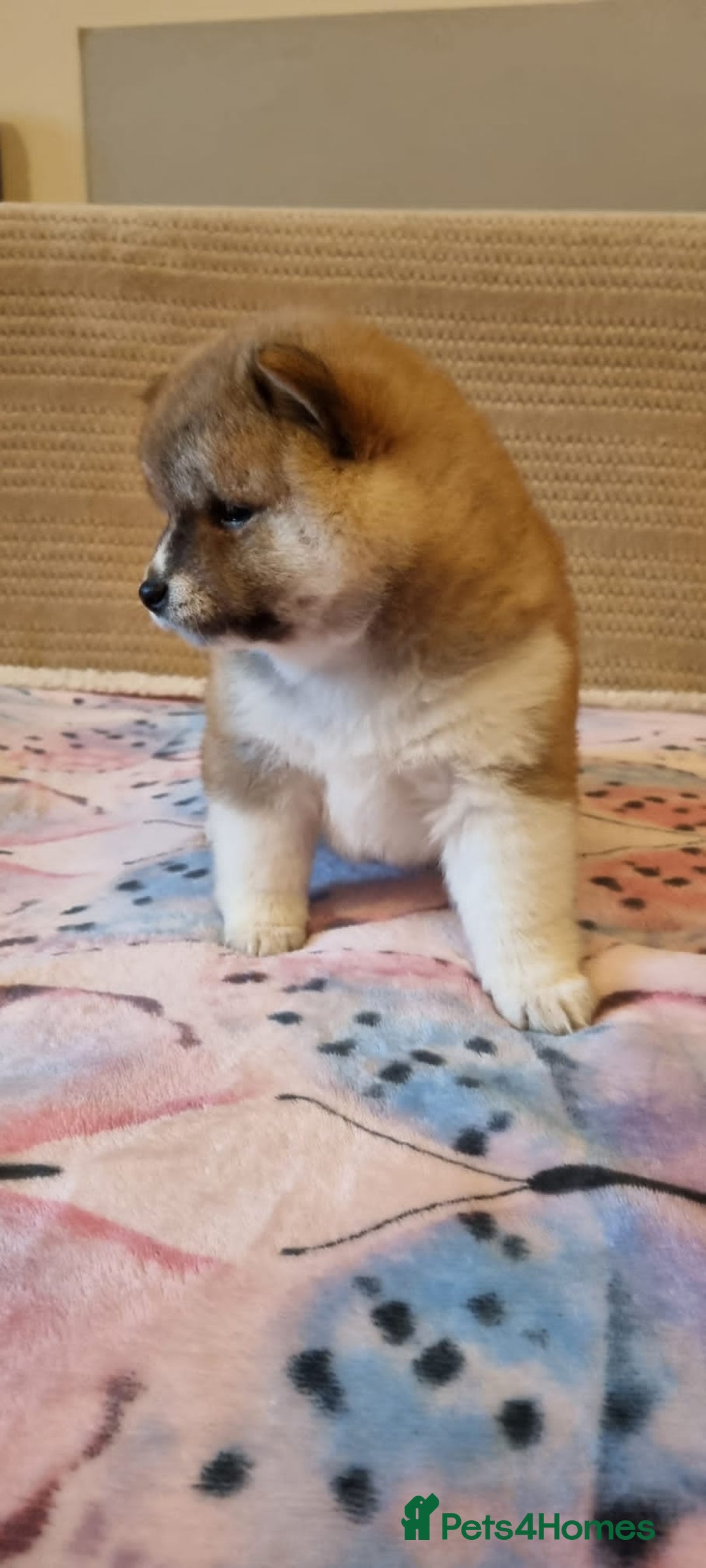 Japanese Shiba Inu dogs for sale: Beautiful Japanese Shiba Inu Puppies - Image 18