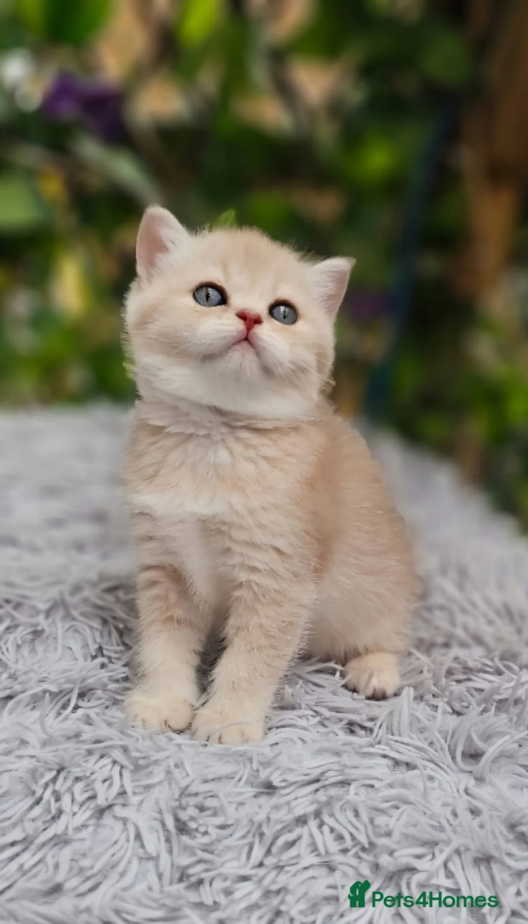 British Shorthair cats for sale: 💖 3 Stunning Golden Kittens 💖  in Bruton - Advert 2