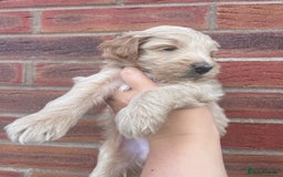 Australian Labradoodle dogs for sale: Australian Labradoodle Puppies – Ready Now🐶 - Image 23