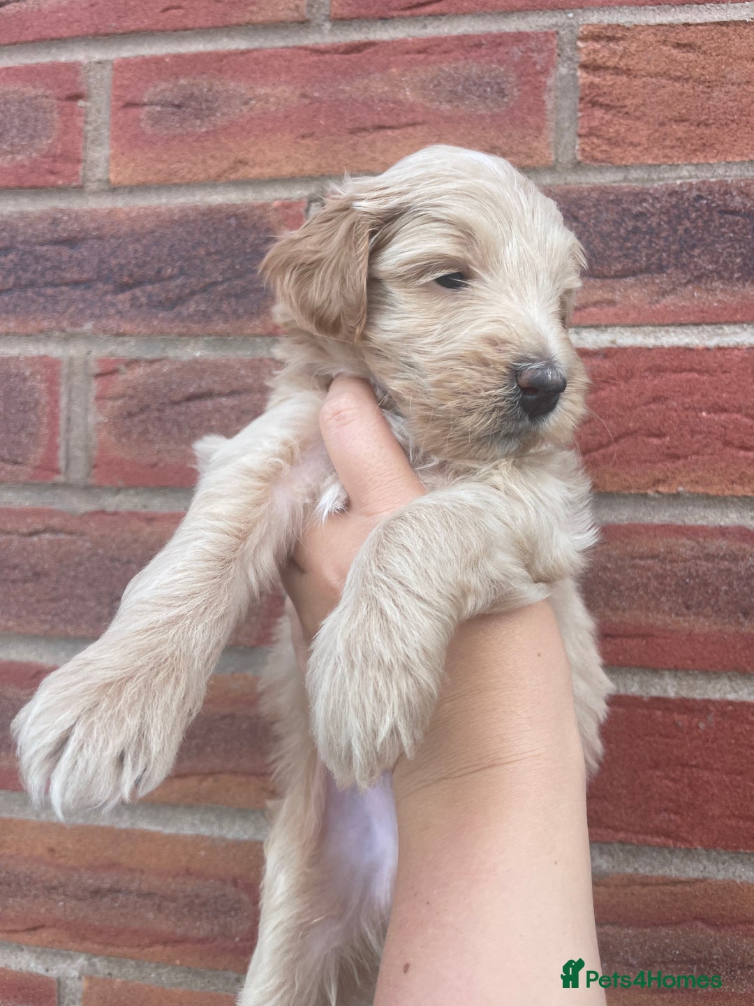 Australian Labradoodle dogs for sale: Australian Labradoodle Puppies – Ready Now🐶 - Image 23