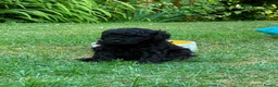 Toy Poodle dogs for sale: Stunning litter of Toy Poodles  - Advert 11