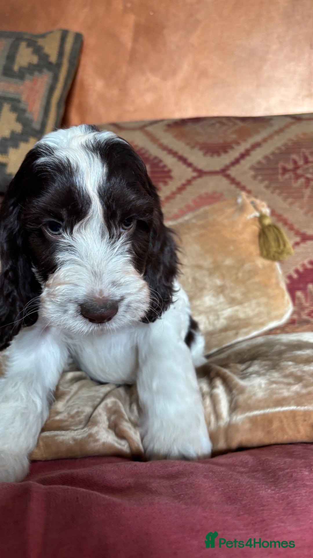 Cockapoo dogs 🩷💙Adorable small Cockapoo pups 🩷💙 - Advert 1