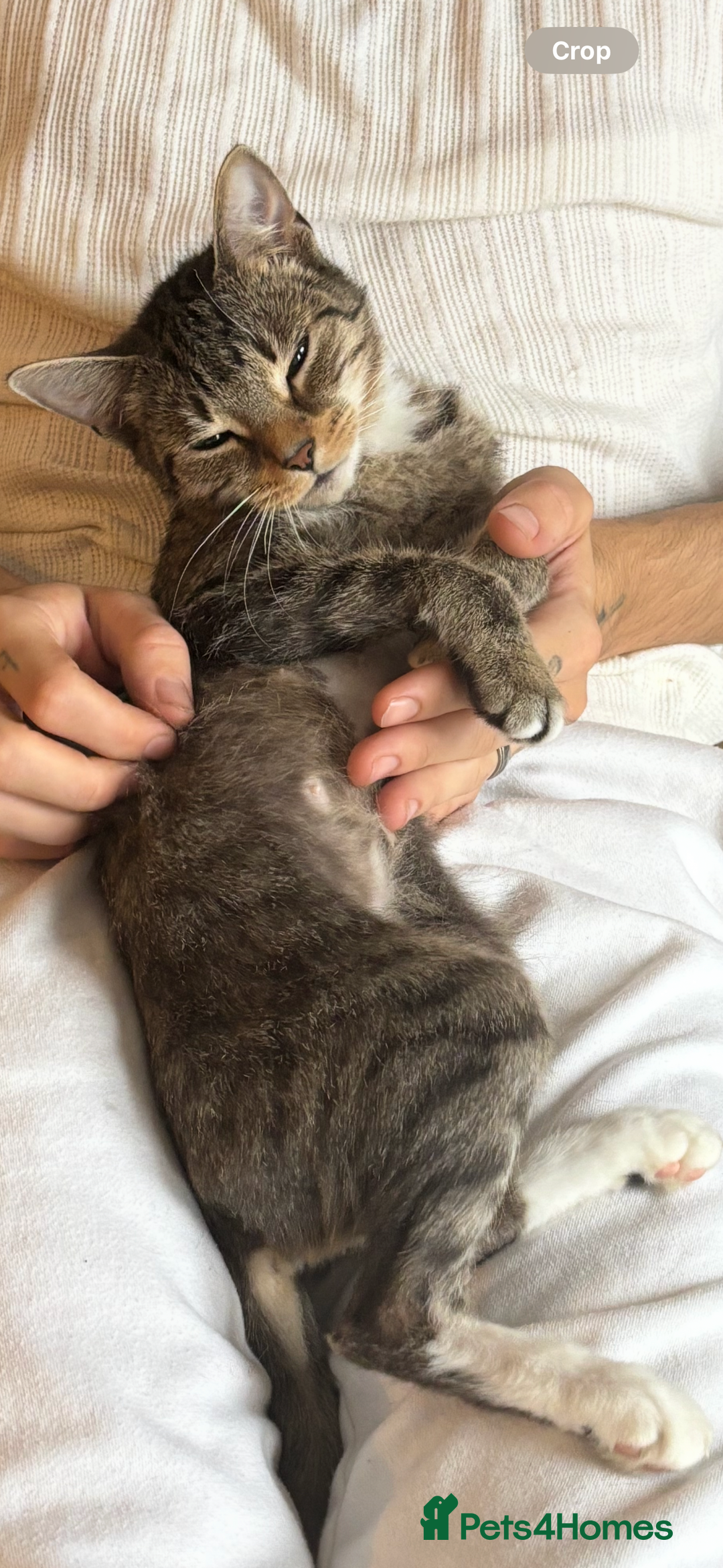 British Shorthair cats for sale: Home needed urgently  - Advert 1