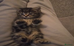 Mixed Breed cats for sale: Kittens - Image 2