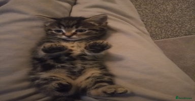 Mixed Breed cats - Advert 16