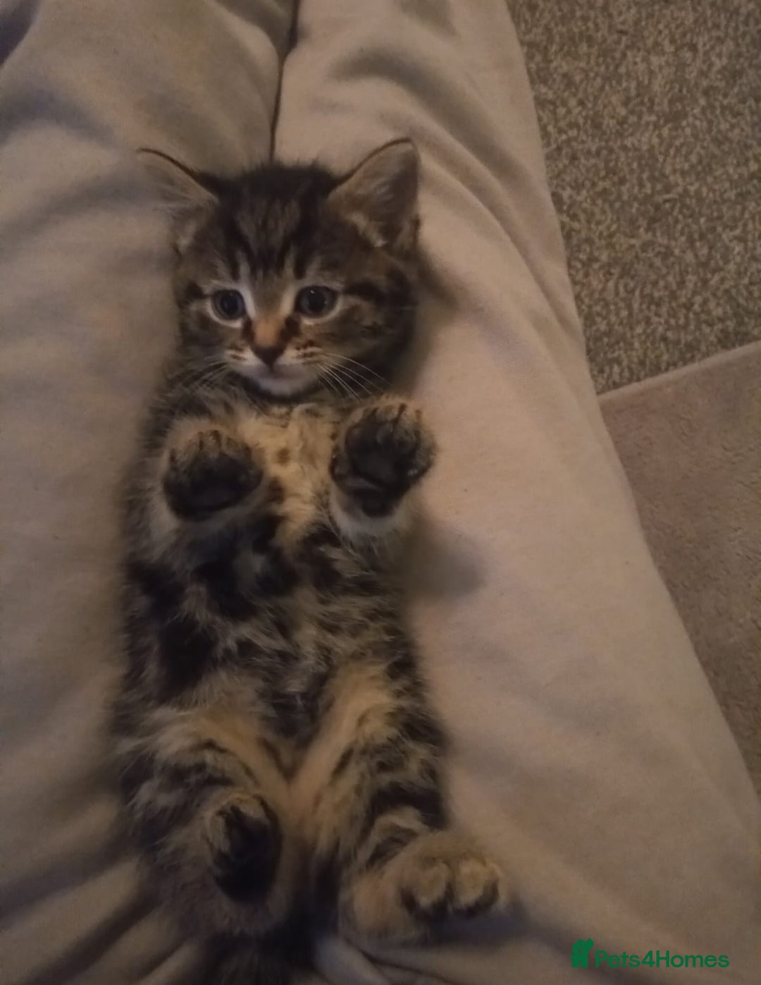 Mixed Breed cats for sale: Kittens - Image 2
