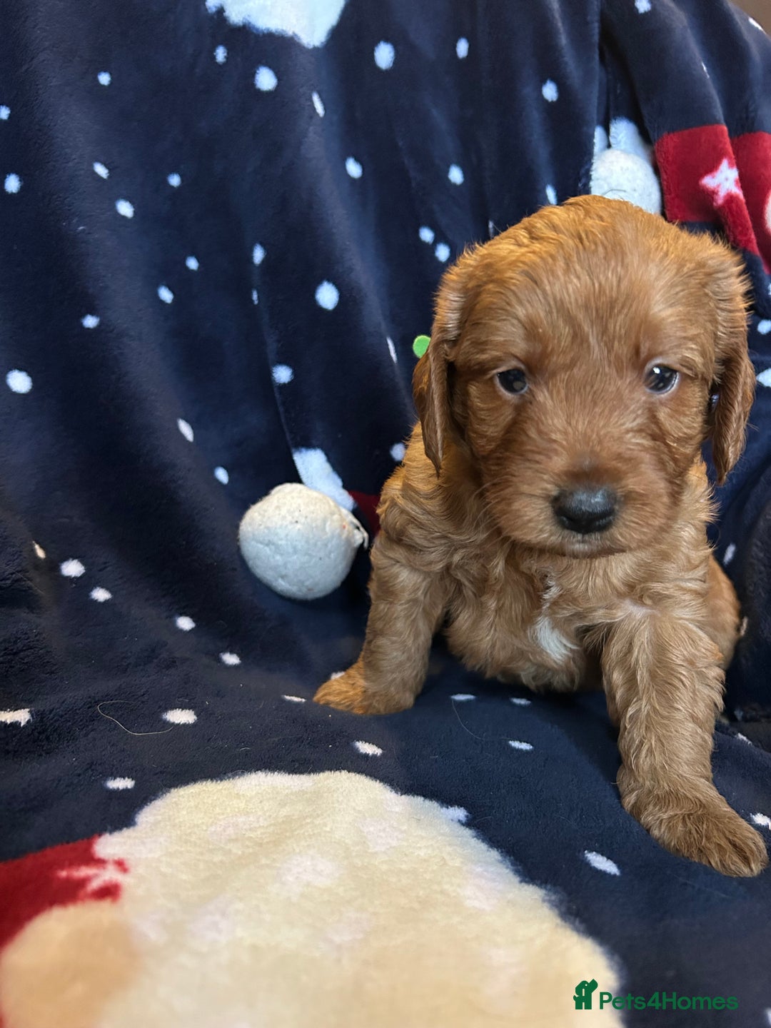 Labradoodle dogs for sale: 🐾F1b Healthy Labradoodle Puppies – Ready 18 Dec🐾 - Advert 31