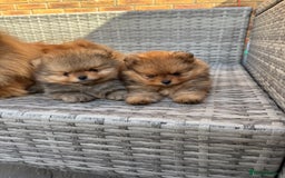 Pomeranian dogs for sale: LOOKING FOR THEIR FOREVER HOME ❤️ - Image 3