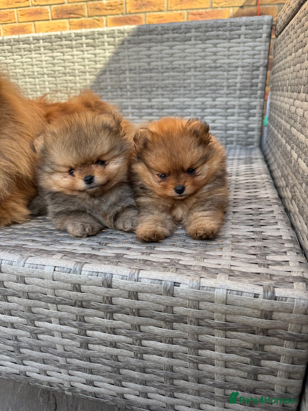 Pomeranian dogs for sale: LOOKING FOR THEIR FOREVER HOME ❤️ - Image 3