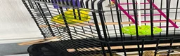Budgerigars birds for sale: Budgie and cage free to good home - Advert 6
