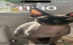Sphynx cats for sale: Male Sphynx cat for sale 2 years old - Image 3