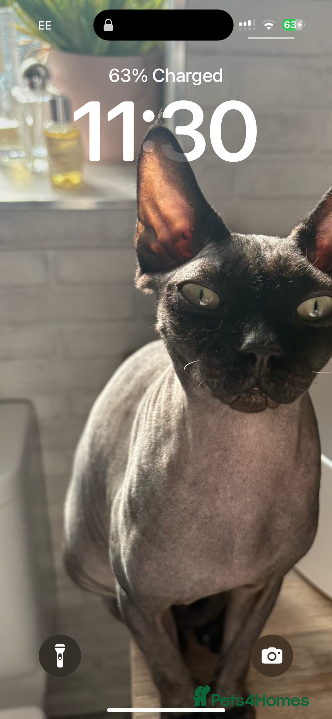 Sphynx cats for sale: Male Sphynx cat for sale 2 years old - Image 3