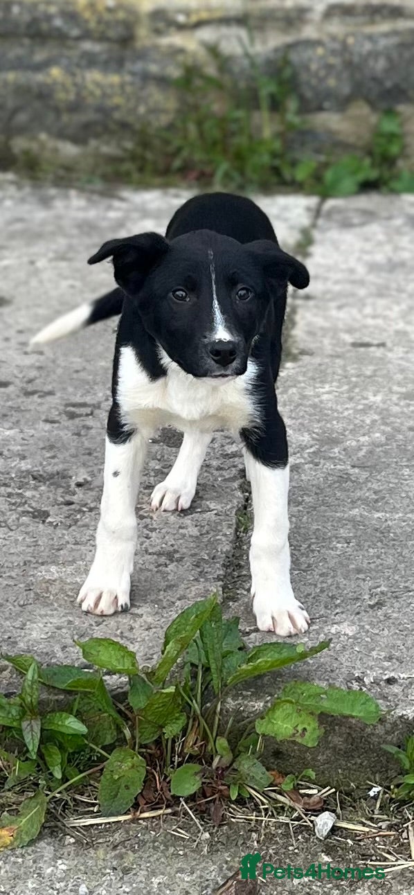 Mixed Breed dogs Border collie puppies - Advert 11
