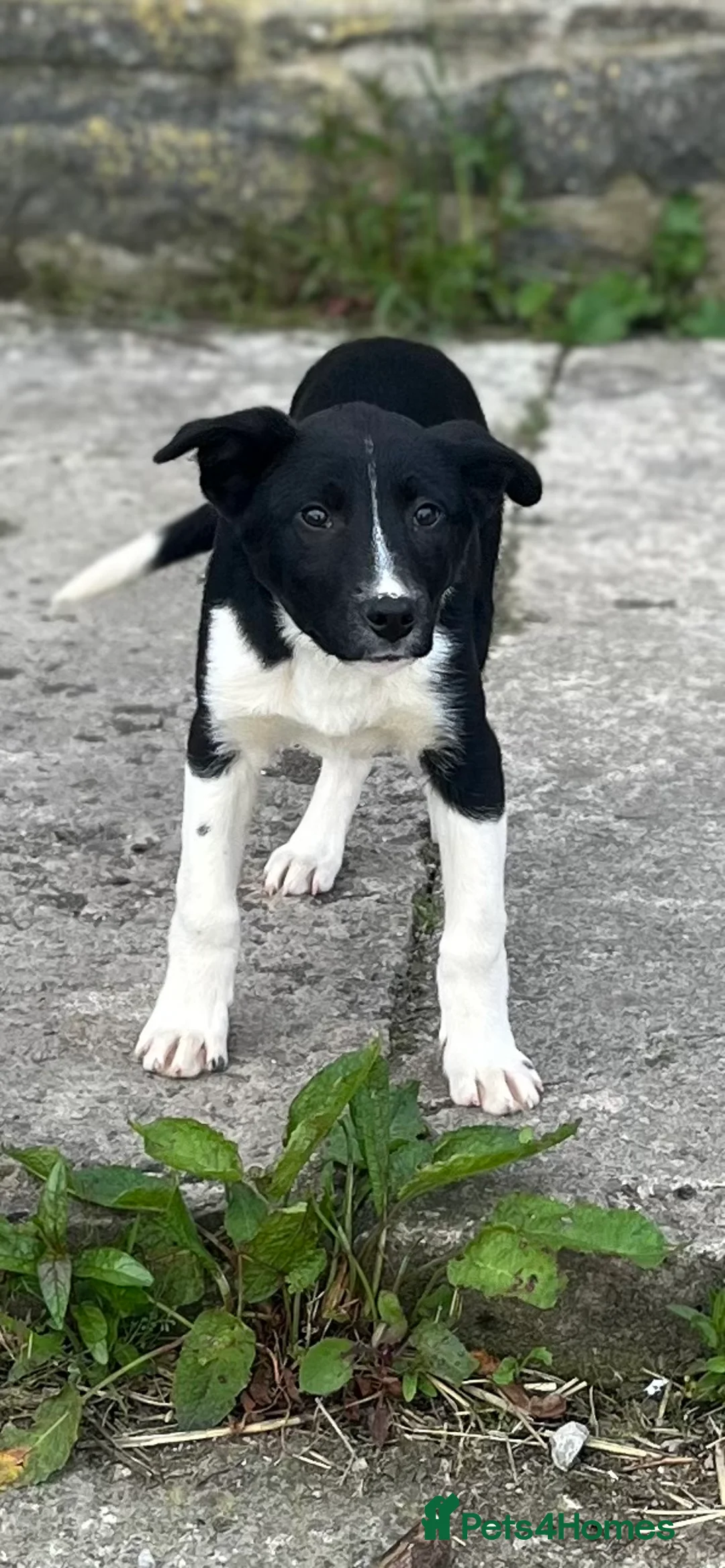 Mixed Breed dogs for sale: Border collie puppies - Advert 1