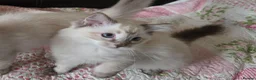 Ragdoll cats for sale: REDUCED Gorgeous seal tabby male Ragdoll kittens  - Advert 6