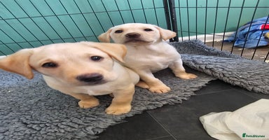 Labrador Retriever dogs KC Registered Yellow Labrador puppies READY NOW - Advert 10