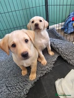 Labrador Retriever dogs KC Registered Yellow Labrador puppies READY NOW - Advert 10