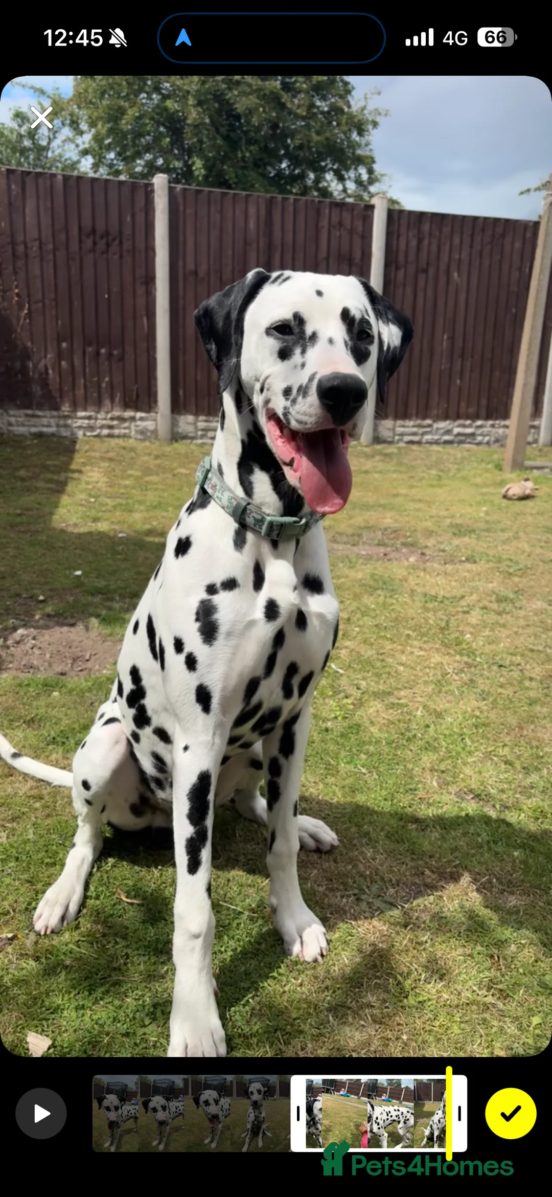 Dalmatian dogs for sale: Male Dalmatian - Woody in Prestatyn - Advert 2