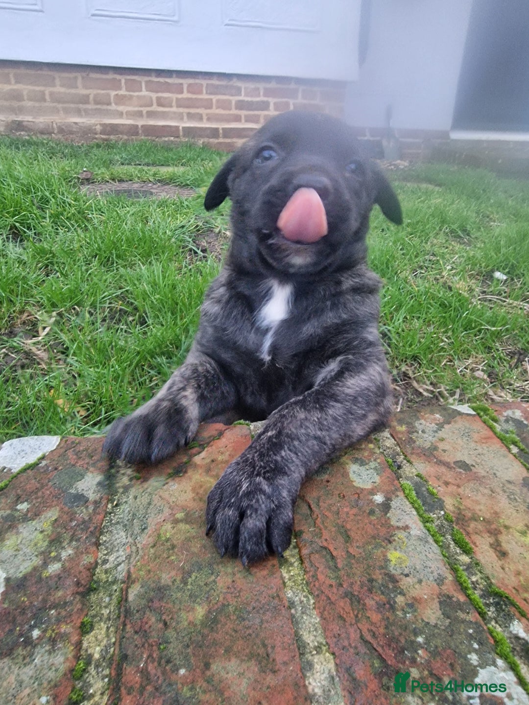 Mixed Breed dogs for sale: Dutch shepered X Doberman x malinois puppys  - Advert 13
